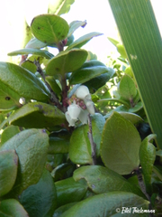 Gaultheria insana