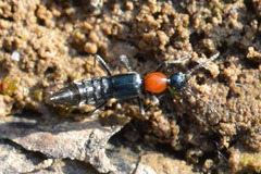 Paederidus ruficollis