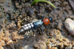 Paederidus ruficollis