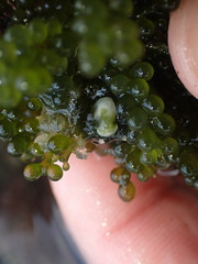 Sacoproteus smaragdinus