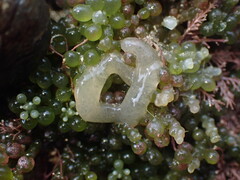 Sacoproteus smaragdinus