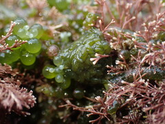 Sacoproteus smaragdinus