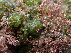 Sacoproteus smaragdinus