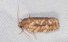 Choristoneura houstonana