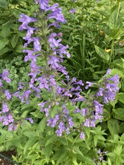 Nepeta sibirica