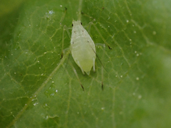 Macrosiphum olmsteadi