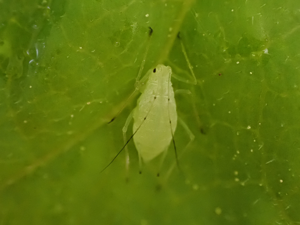 Northern Green Aster Aphid