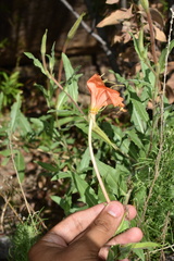 Oenothera organensis