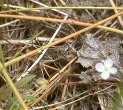 Eleocharis multicaulis