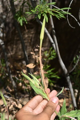 Oenothera organensis