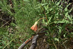 Oenothera organensis