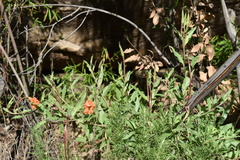 Oenothera organensis