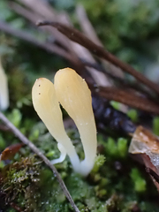 Multiclavula vernalis