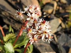 Micranthes razshivinii