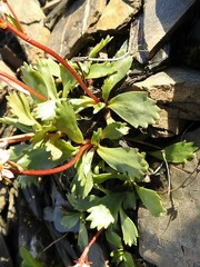 Micranthes razshivinii