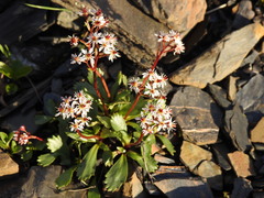 Micranthes razshivinii