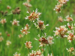 Juncus chlorocephalus