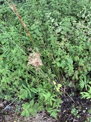 Juncus coriaceus
