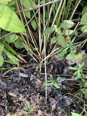 Juncus coriaceus