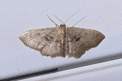 Idaea laevigata