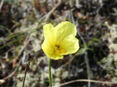 Papaver lapponicum