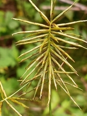 Cyperus lancastriensis