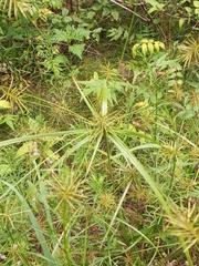 Cyperus lancastriensis