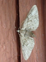 Eupithecia pusillata