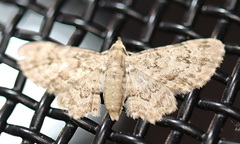 Gymnoscelis lophopus