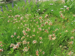 Juncus chlorocephalus