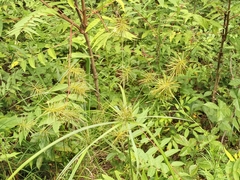 Cyperus lancastriensis