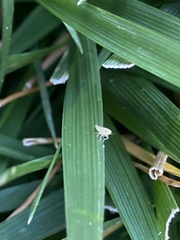 Xyphon reticulatum