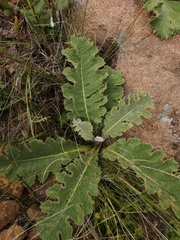 Berkheya radula