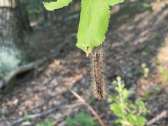 Entomophaga maimaiga