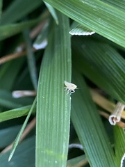 Xyphon reticulatum