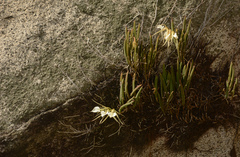 Brassavola nodosa