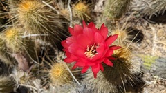 Corryocactus erectus