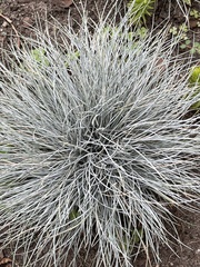 Festuca glauca