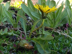 Taraxacum scopulorum