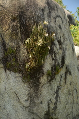 Brassavola nodosa