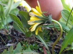 Taraxacum scopulorum
