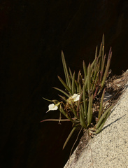 Brassavola nodosa