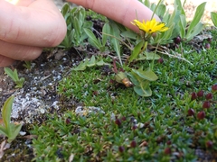Taraxacum scopulorum