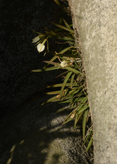 Brassavola nodosa