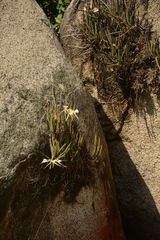 Brassavola nodosa