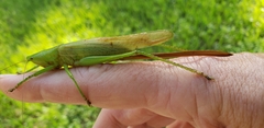 Bucrates malivolans