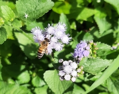 Apis mellifera