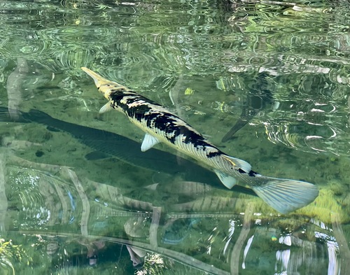 Gar (Lepisosteus osseus) — Lepisosteidae — 4