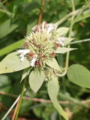 Pycnanthemum setosum