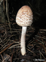 Macrolepiota bonaerensis
